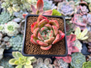 Echeveria 'Orange Champaign' 1"-2" Succulent Plant