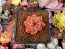 Echeveria sp. 1" Succulent Plant