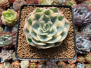 Echeveria 'Compton Carousel' Variegated 3"-4" Succulent Plant