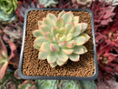 Echeveria 'Mebina' Variegated 2" Succulent Plant