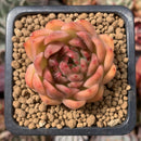 Echeveria Agavoides sp. 1" Succulent Plant