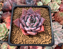 Echeveria sp. 1" Succulent Plant