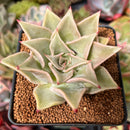 Echeveria 'Madiba' 2"-3" *Blemished* Succulent Plant