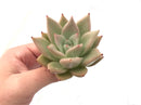 Echeveria Agavoides 'Lydia' 2"-3" Rare Succulent Plant