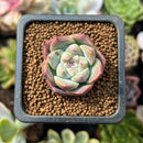 Echeveria 'Lust' 1" Succulent Plant
