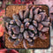 Echeveria Agavoides 'Black Swan' 3" Cluster Succulent Plant