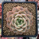 Echeveria sp. 3" Succulent Plant