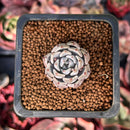 Echeveria 'Gray Rosa' 1" Small New Hybrid Succulent Plant