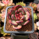 Echeveria Agavoides 'Tim' 1" Succulent Plant