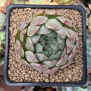 Echeveria 'Momentum' New Hybrid 2" Succulent Plant