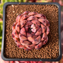 Echeveria 'Nomad' 1"-2" Succulent Plant
