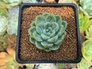 Echeveria 'Elsa' 2" Succulent Plant