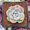 Echeveria 'Icy Green' 2" Succulent Plant