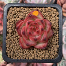Echeveria Agavoides 'Fire Pillar' 1" Succulent Plant