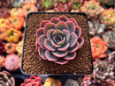 Echeveria 'Tinkerbell' 2" Succulent Plant