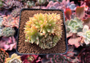 Echeveria Agavoides 'Maria' Crested 3" Succulent Plant