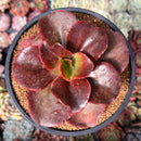 Echeveria 'Pappys Rose' 4" Selected Clone Succulent Plant