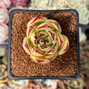 Echeveria Agavoides 'Castro' 2" Succulent Plant