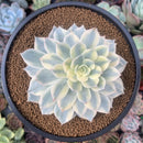 Echeveria 'Subsessilis' Variegated 4" Succulent Plant