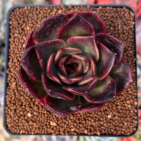 Echeveria 'Apothic Red' 2" New Hybrid Succulent Plant