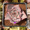 Echeveria 'Madiba' 1"-2" Succulent Plant