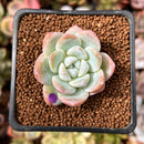 Echeveria 'Icy Green' 1" Succulent Plant