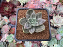 Echeveria 'Xichuensis' 2" Succulent Plant