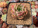 Echeveria Agavoides 'Hongja' 2" Succulent Plant