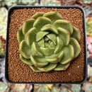 Echeveria Agavoides 'Sugar Ball' 2"-3" Succulent Plant