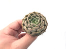 Echeveria ‘Maroon Hill’ 1”-2” Rare Succulent Plant