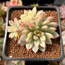 Echeveria 'Mebina' Variegated 2" Succulent Plant