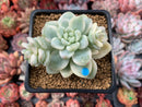 Sedum 'Clavatum' Variegated 3" Succulent Plant