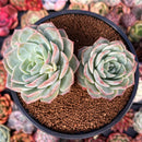 Echeveria 'Helena' Hybrid 4" Succulent Plant
