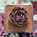 Echeveria 'Black Cave' 2" New Air Magic Hybrid Succulent Plant