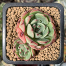 Echeveria 'Black Panther' 2" Cluster Succulent Plant