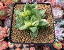 Haworthia 'Cymbiformis' Variegated 3" Succulent Plant
