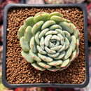 Echeveria 'White Farm' 2" Succulent Plant