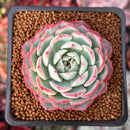 Echeveria 'Polonaise' 2" Succulent Plant