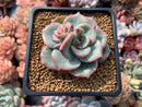 Echeveria 'Sensation' 2" Succulent Plant