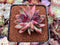 Echeveria 'Black Rose' Hybrid 2"-3" Succulent Plant