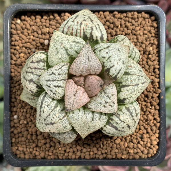 【HUTTE.】新品☆植物版画　plantsiro HUTTE ERIKO 植物彫 plantsiroHUTTE. ERIKO (@eriko.kato_hutte) • Instagram