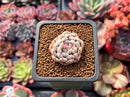 Echeveria 'Viyant' 1" Small Succulent Plant
