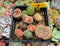 Collection of Lithops 2" (x10 Lithops)