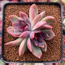 Echeveria 'Black Rose' Hybrid 2"-3" Succulent Plant