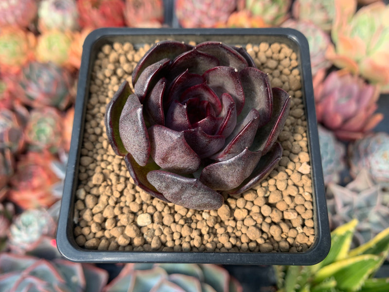 Echeveria Agavoides 'Rosa Pink' New Hybrid 2"-3" Succulent Plant