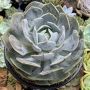 Echeveria 'Grand Shoes' 4"-5" Large Powdery Succulent Plant
