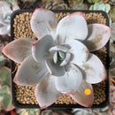 Echeveria 'White Lotus' 3" Powdery Succulent Plant