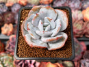 Echeveria 'Cream Tea' 2" Powdery Succulent Plant