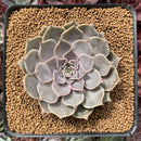 Echeveria 'Helena' Hybrid 3" Succulent Plant