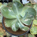 Echeveria 'Beserk' Variegated 5" Succulent Plant